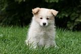 BORDER COLLIE 1288